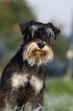 SCHNAUZER NAIN 009